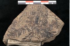 Foto (Detailansicht) von Palissya podocarpoides Ettingshausen (NHMW-GEO-2024-0188-10307)